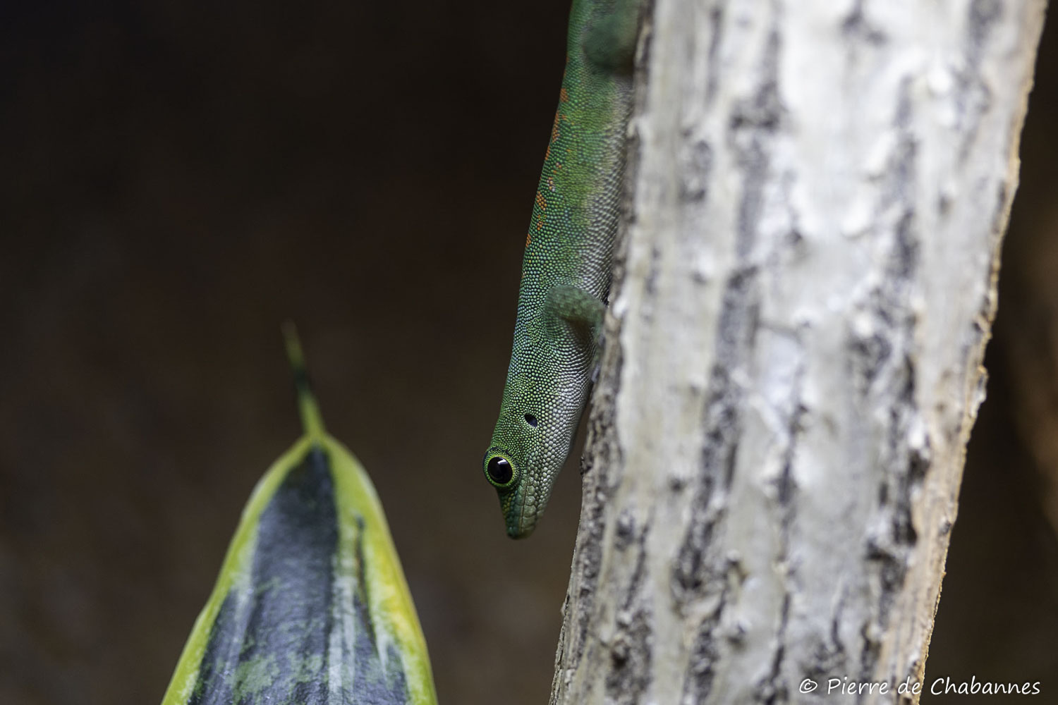 Phelsuma pasteuri