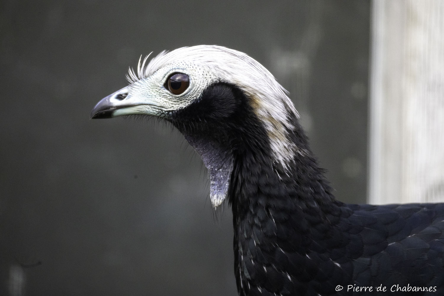 Pipile cumanensis