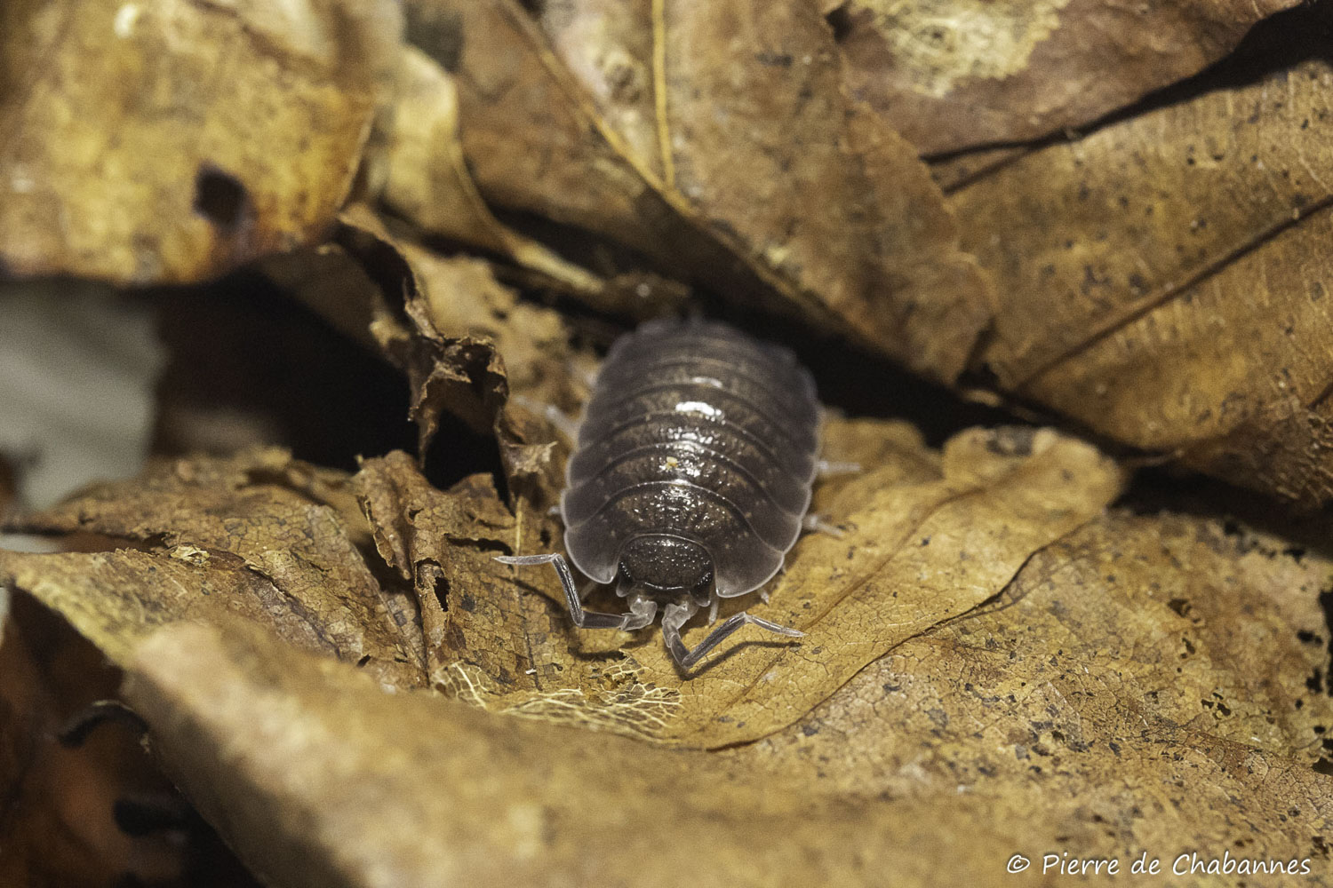 Porcellio obsoletus "Vader"