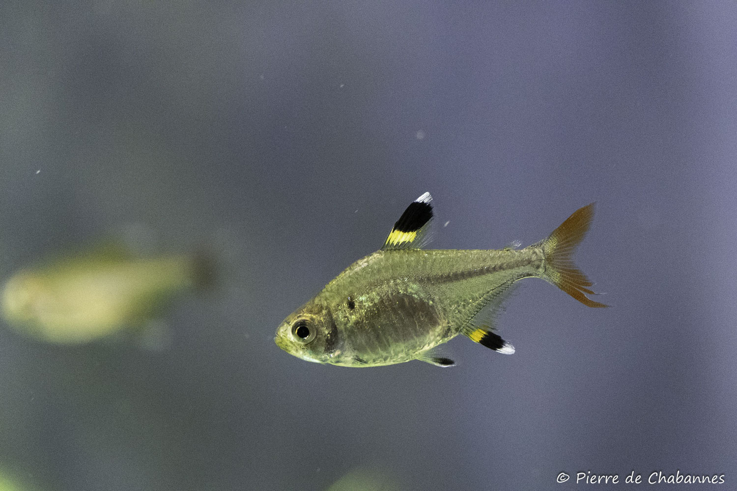 Pristella maxillaris