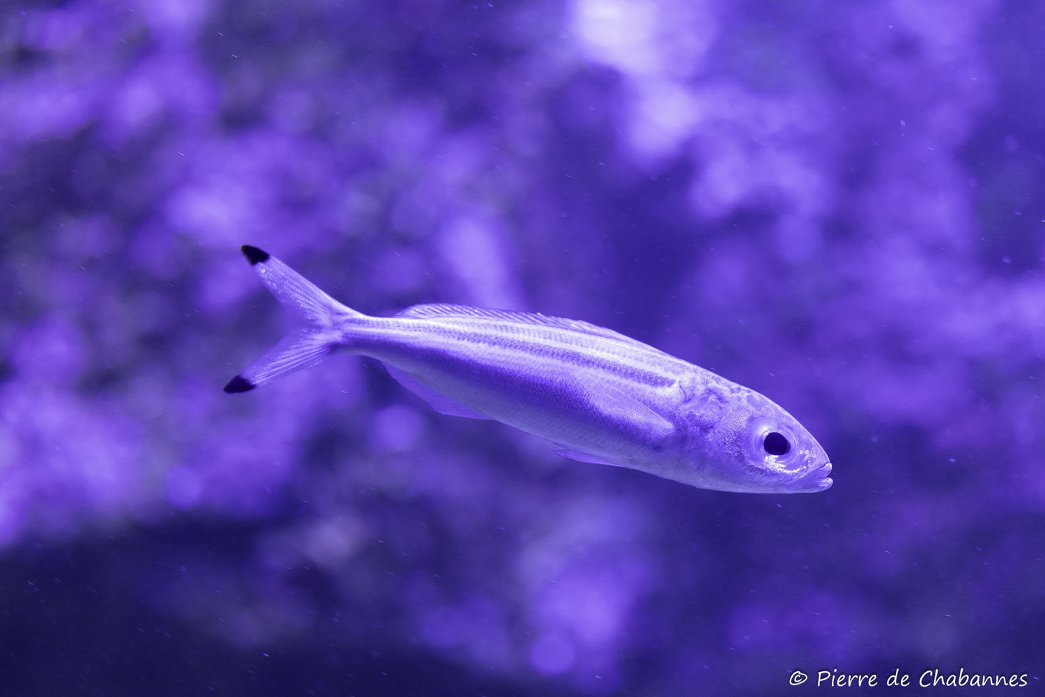 Pterocaesio trilineata