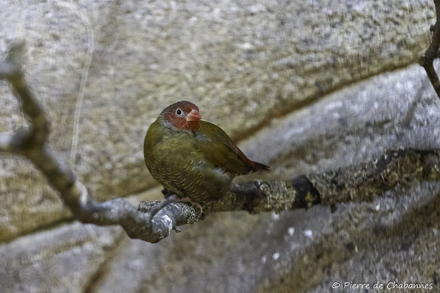Pytilia afra