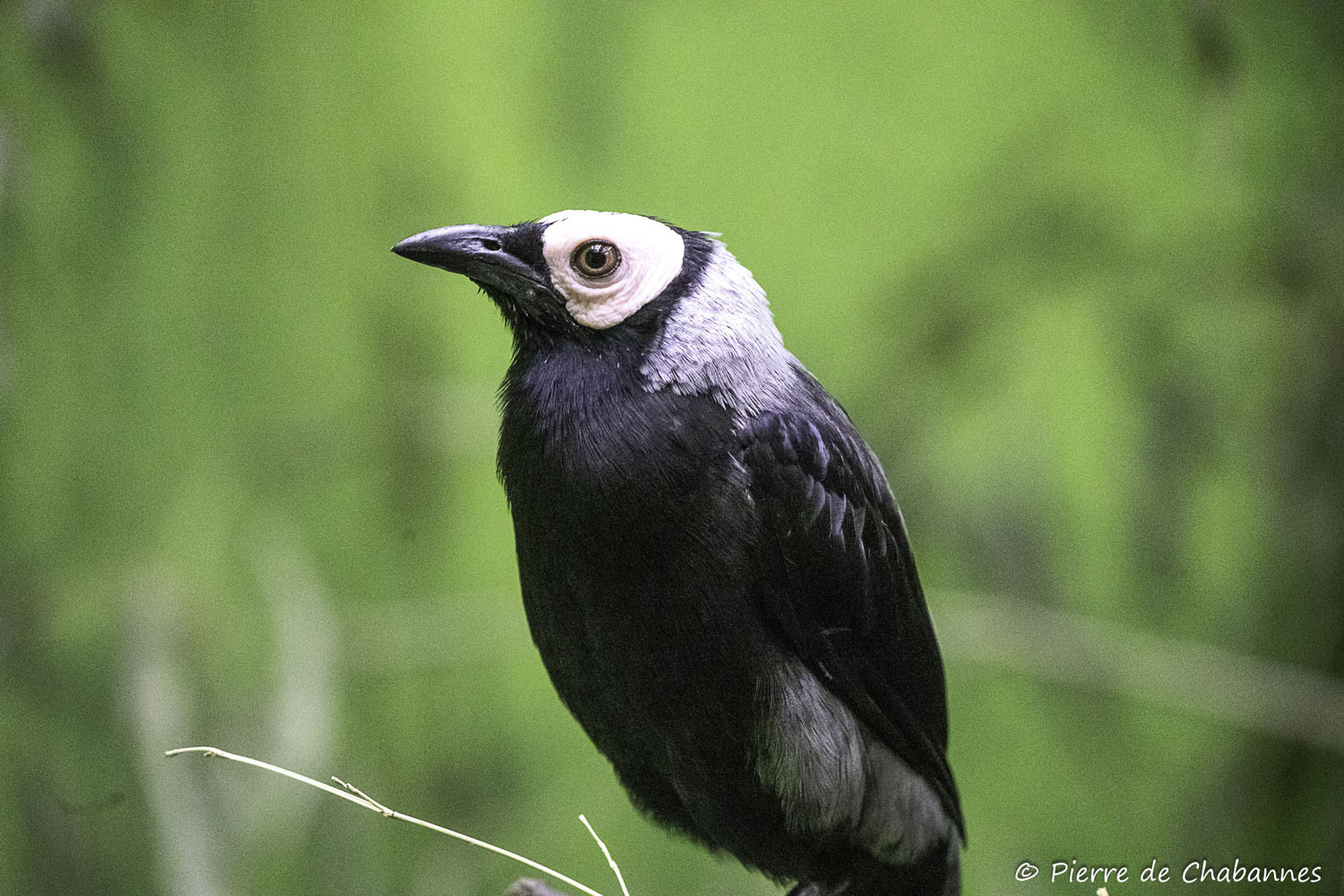 Sarcops calvus melanonotus
