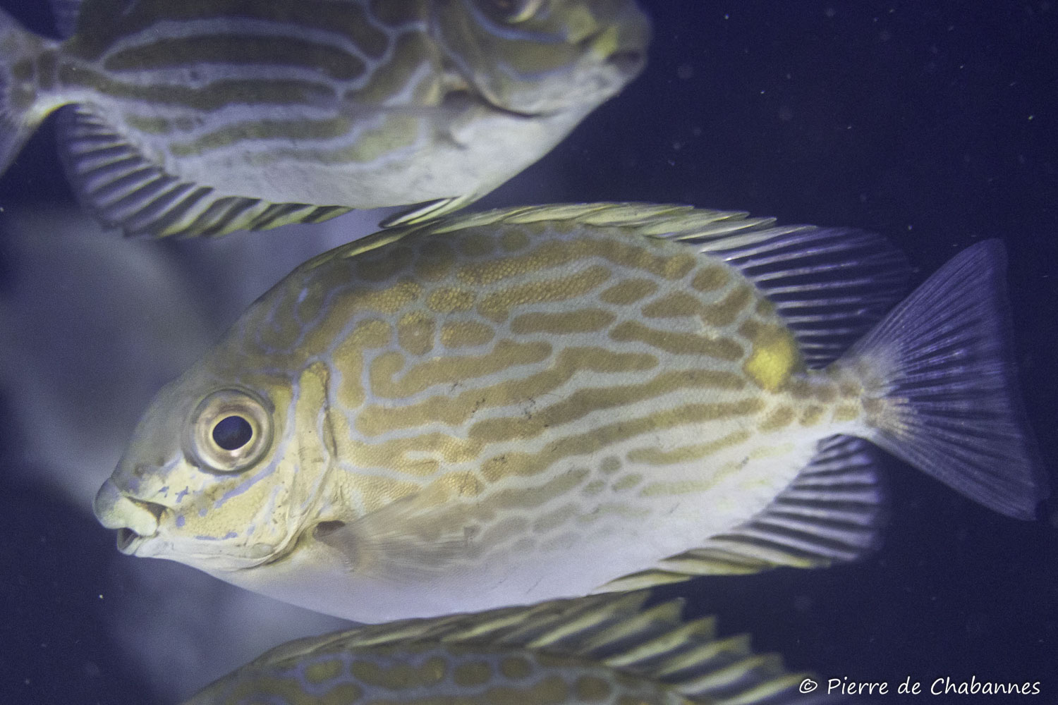 Siganus lineatus