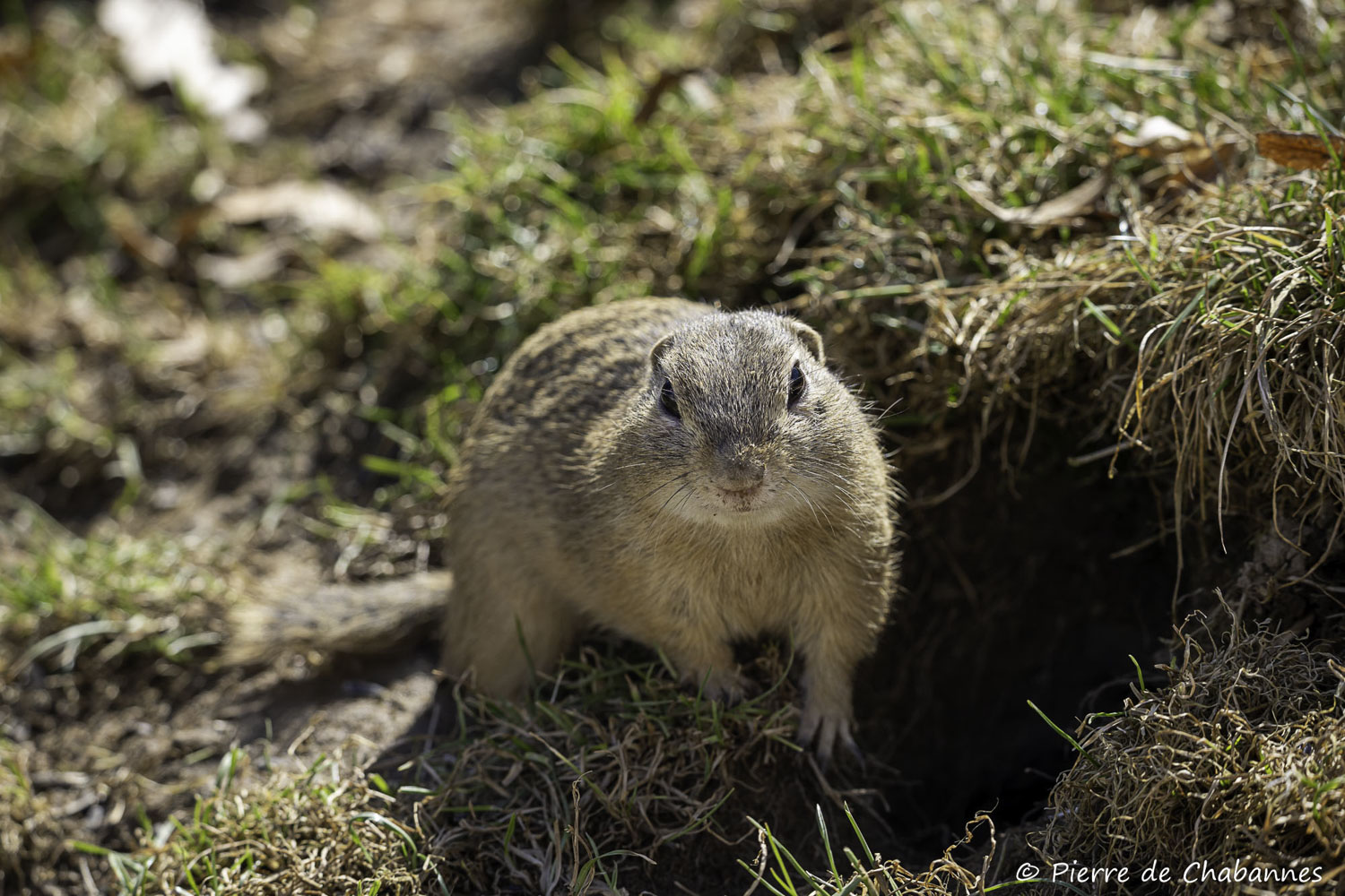 Spermophilus citellus citellus