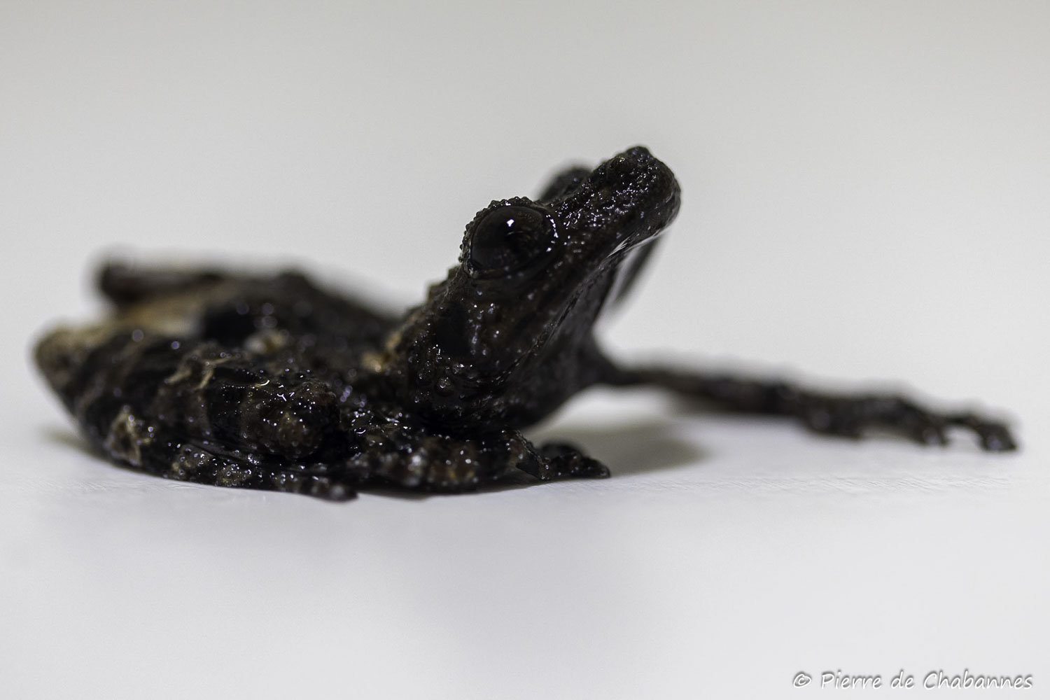 Theloderma vietnamense