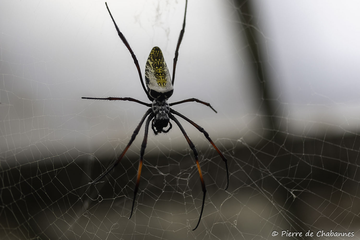 Trichonephila inaurata madagascariensis