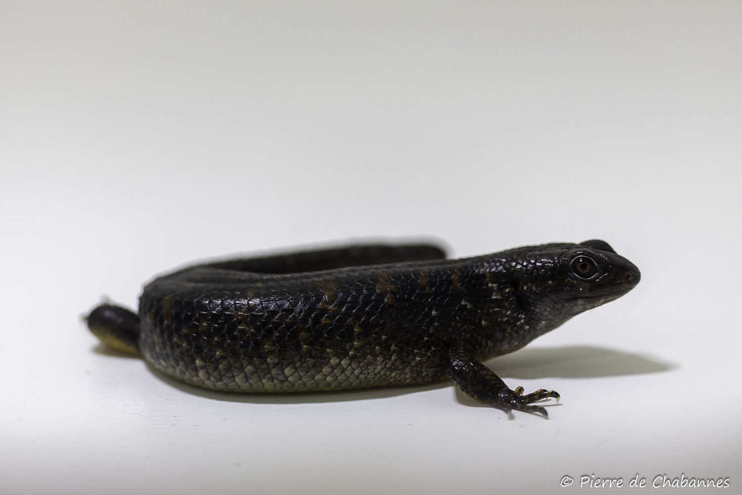 Tropidophorus partelloi