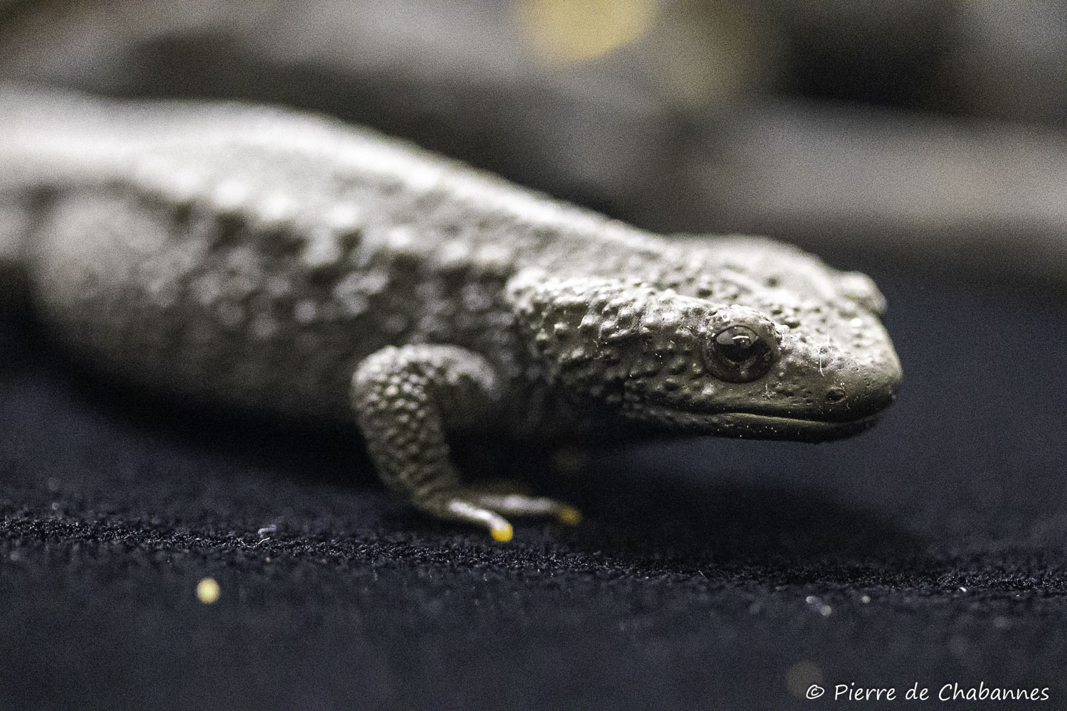 Tylototriton ziegleri